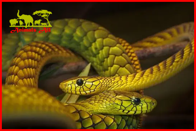 East African Green Mamba