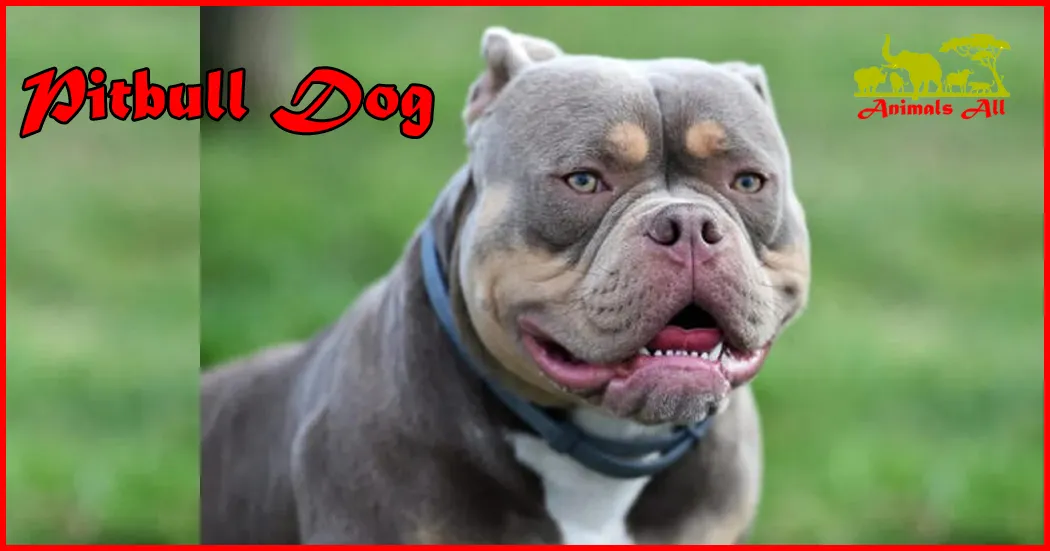pitbull-dog