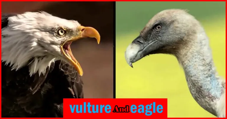 vulture or eagle