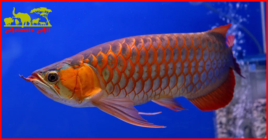 Arowana