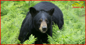 Black Bear