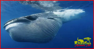 Blue Whale