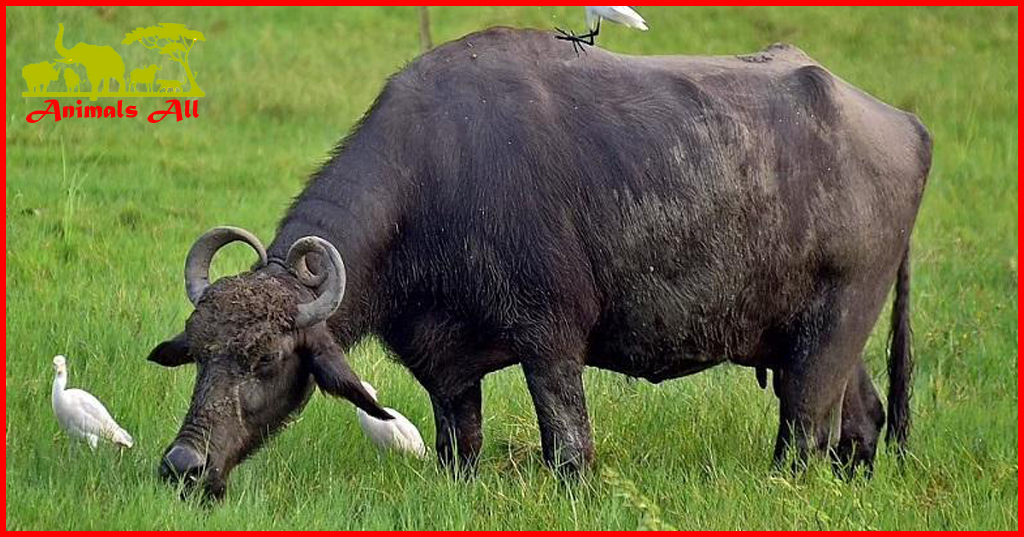 Buffalo