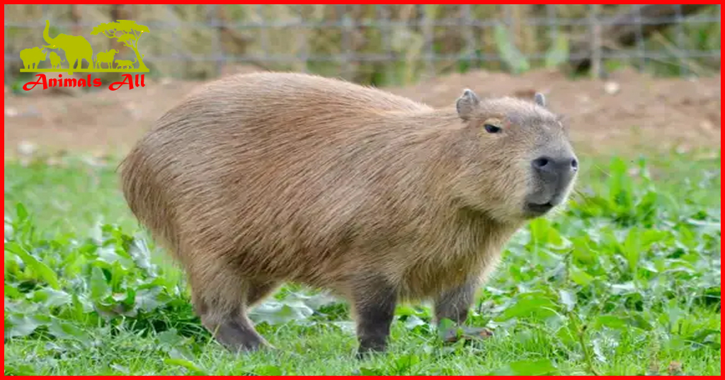 Capybaras