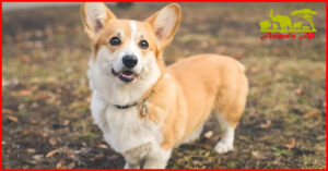 Corgis Dog