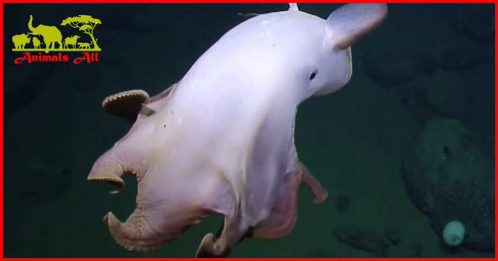 Dumbo Octopus