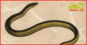 Ekitrin sea snake