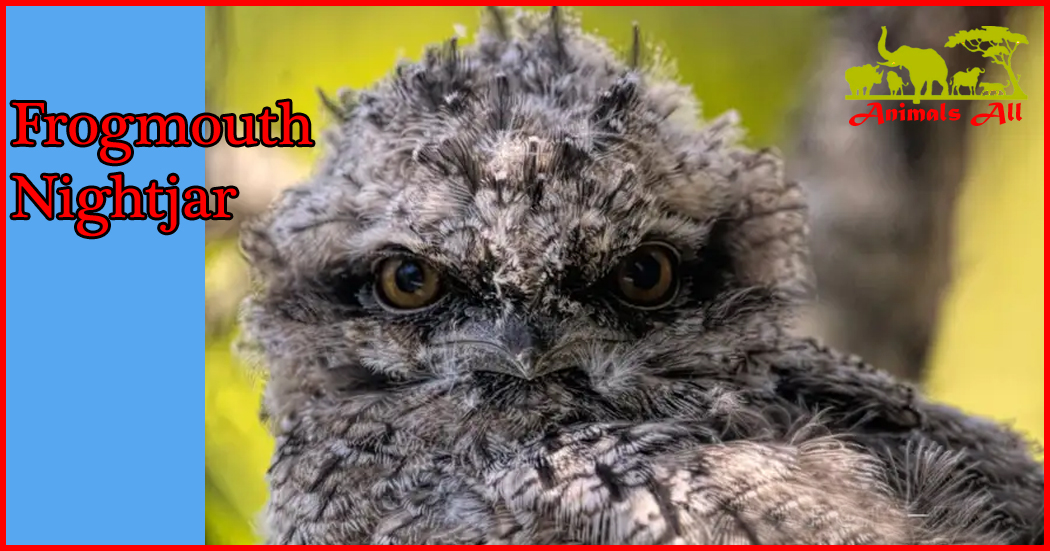 Frogmouth Nightjar