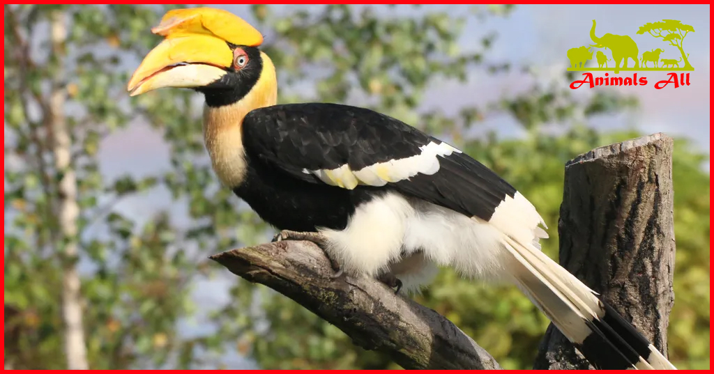 Hornbill