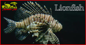 Lionfish