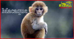 Macaques