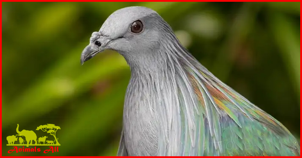 Nicobar Pigeon