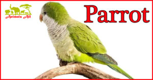 Parrot