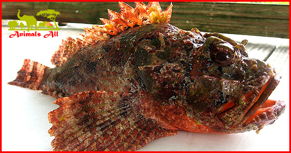 Scorpionfish