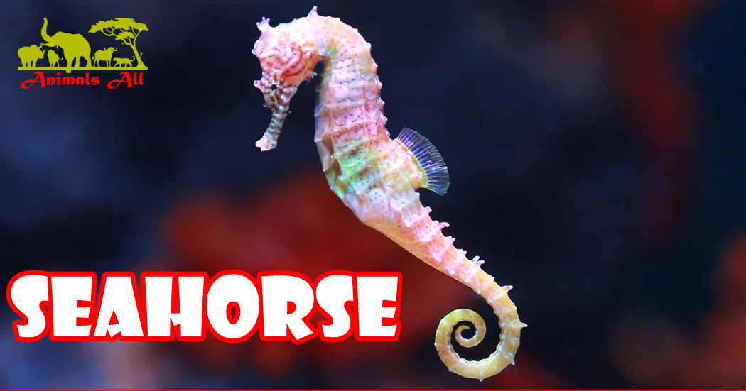 Seahorse