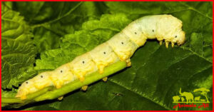 Silkworm