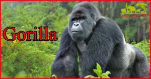 gorilla