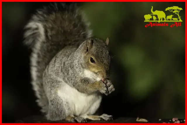squirrels