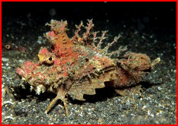 Scorpionfish