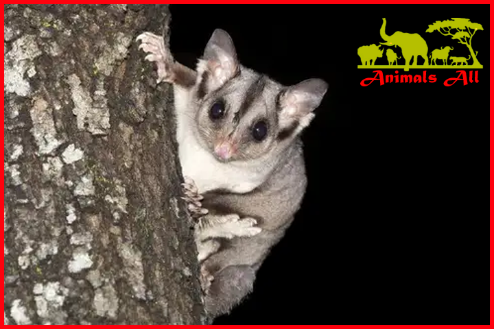 Sugar glider 