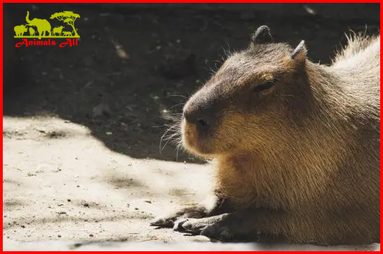 Capybaras