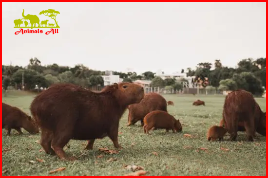 Capybaras