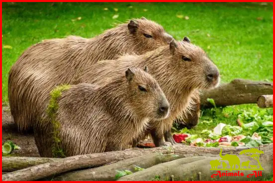 Capybaras