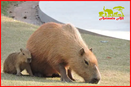 Capybaras