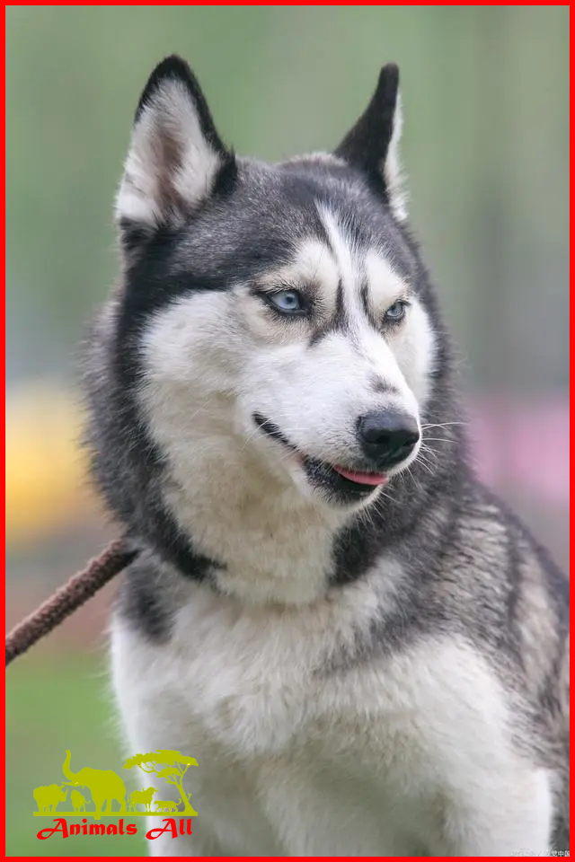 Siberian Husky