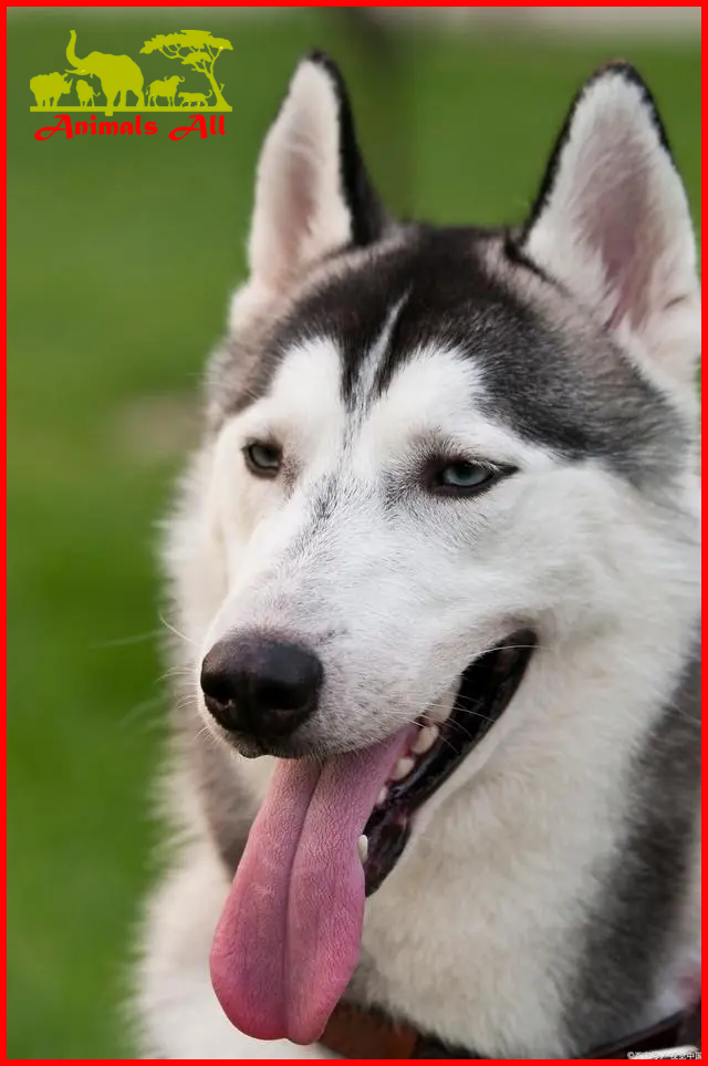 Siberian Husky