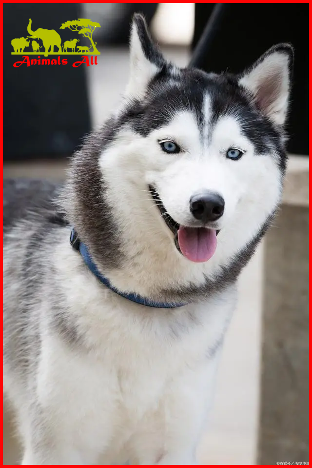 Siberian Husky