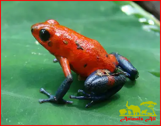 strawberry poison dart frog