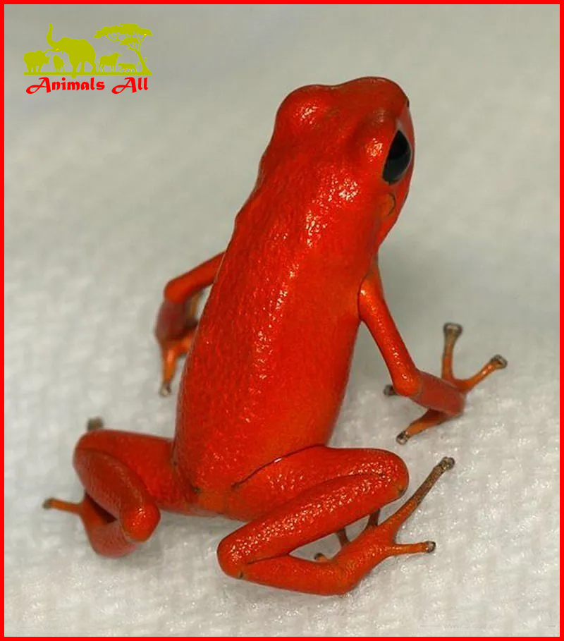 strawberry poison dart frog