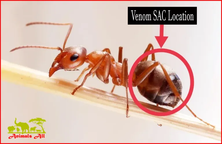 Small red ants
