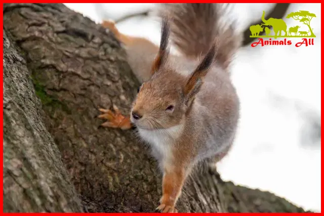 squirrels