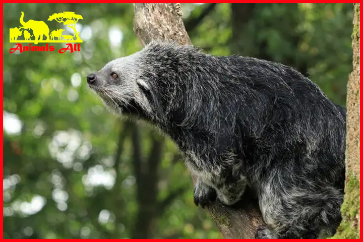 Binturongs