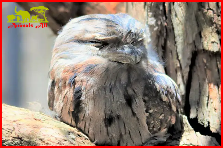 Frogmouth Nightjar