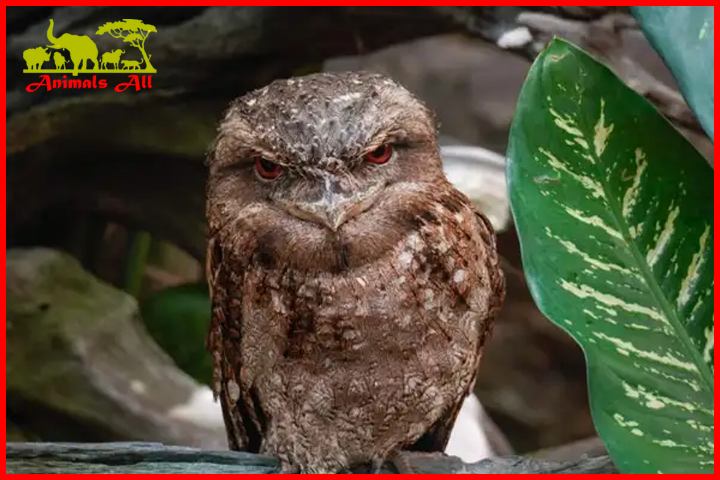 Frogmouth