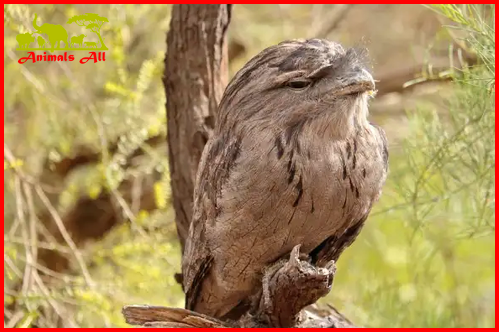 Frogmouth