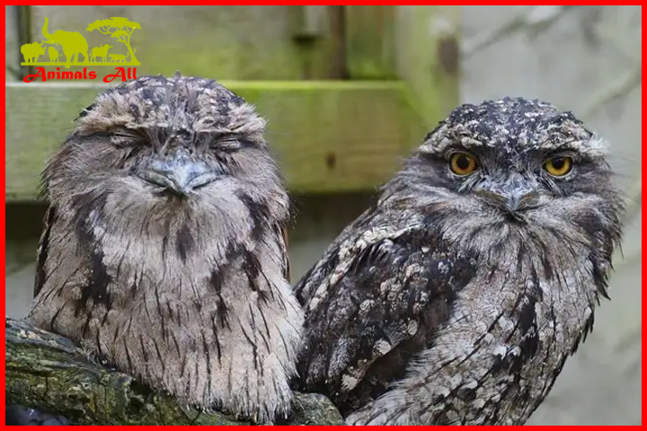 Frogmouth