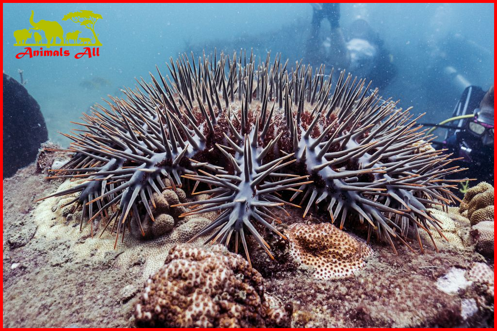 Crown of thorns star fish