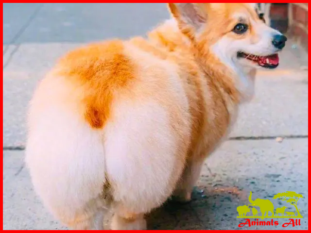 Corgis Dog