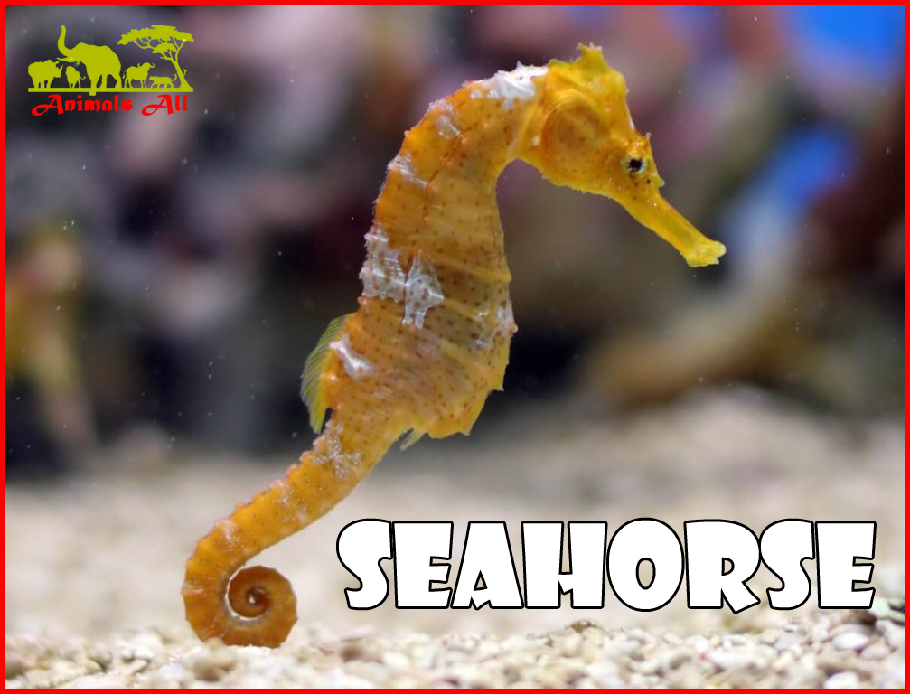 Seahorse