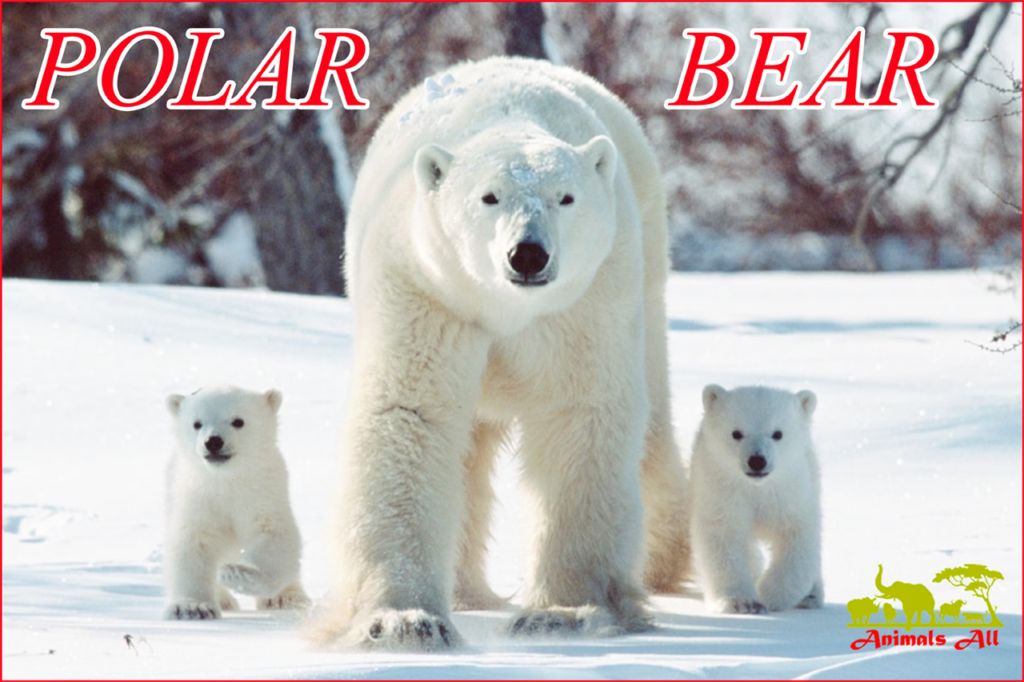 Polar Bear