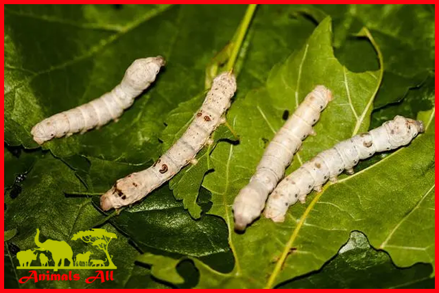 Silkworm