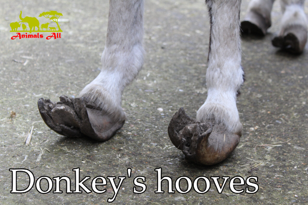 donkey's hoof