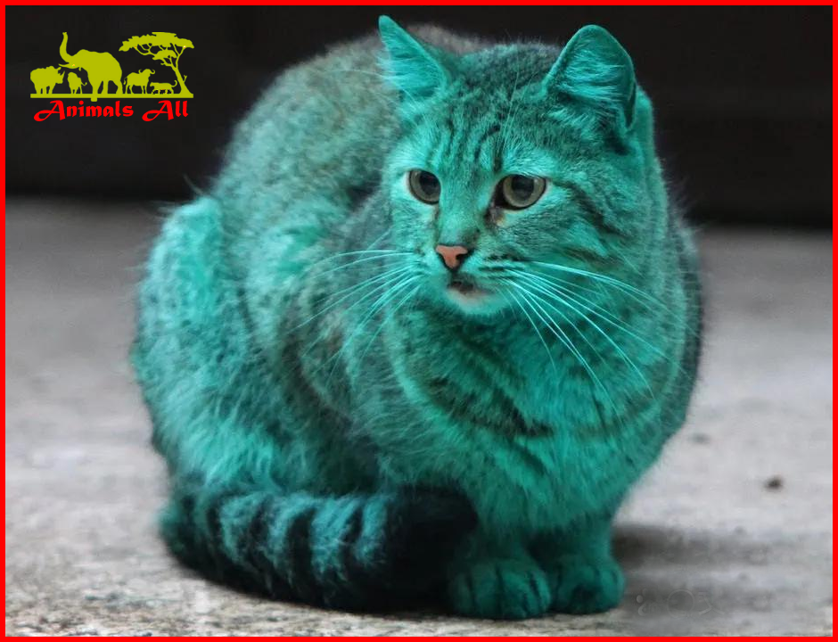 Green Cat
