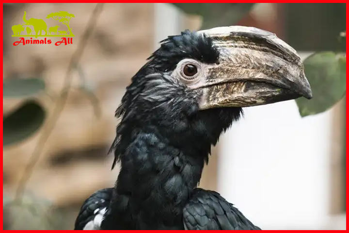 Hornbill