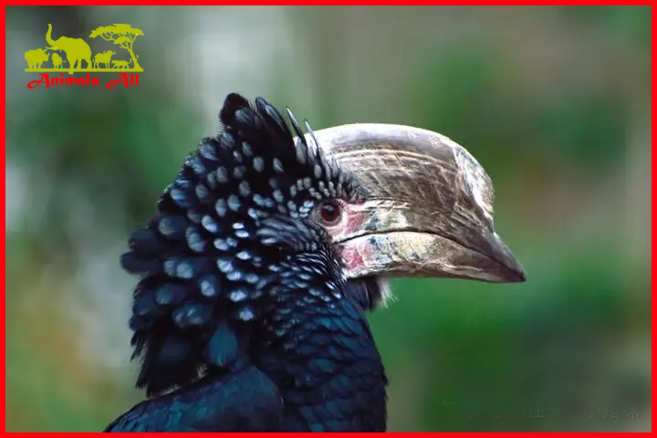 Hornbill