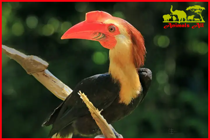 Hornbill